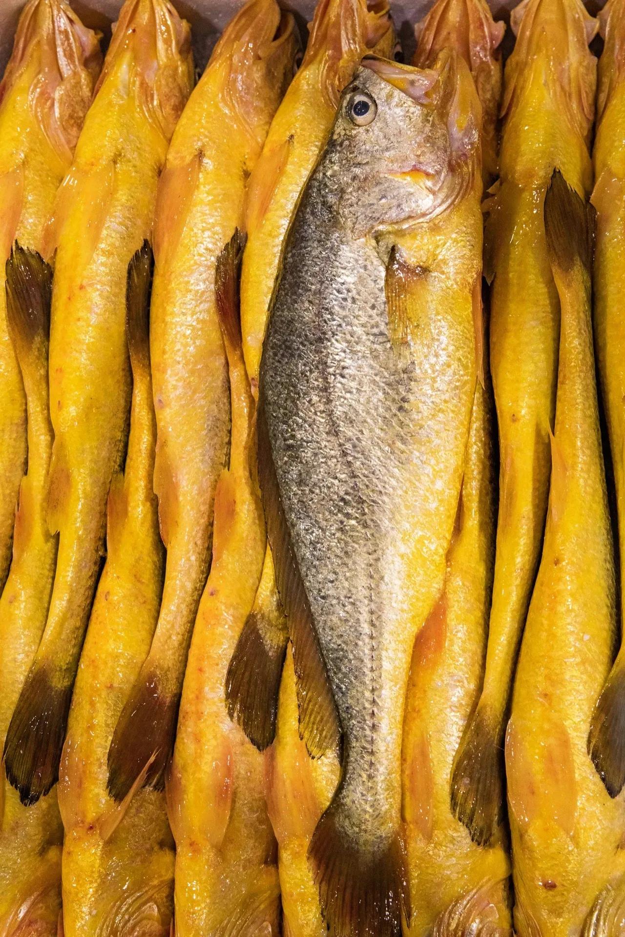 硬骨鱼纲鲈形目石首鱼科尽是好吃的海鱼啊!其中大小黄鱼最有名了