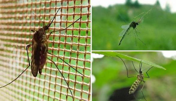 蚊子为什么能在雨中飞行,自然环境下蚊子能飞多高