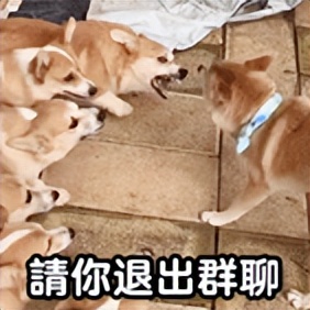 春节微信红包群抢红包,过年红包群里怎样抢得又快又多