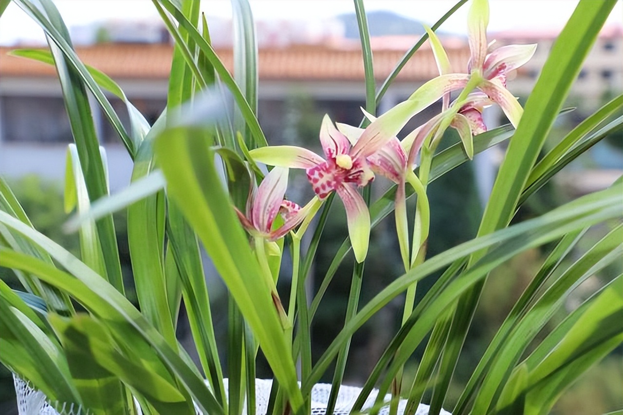 养什么品种的兰花又香又好养,兰花都有哪些常见常养的品种