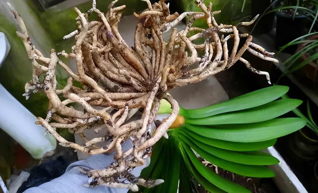 春天养君子兰，做好“4件事”，多长新叶子，花期满盆冒花箭