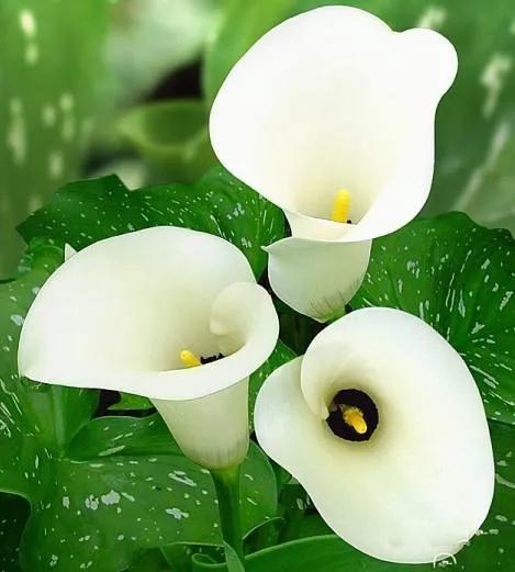 马蹄莲花开是什么样子,马蹄莲花开多少天