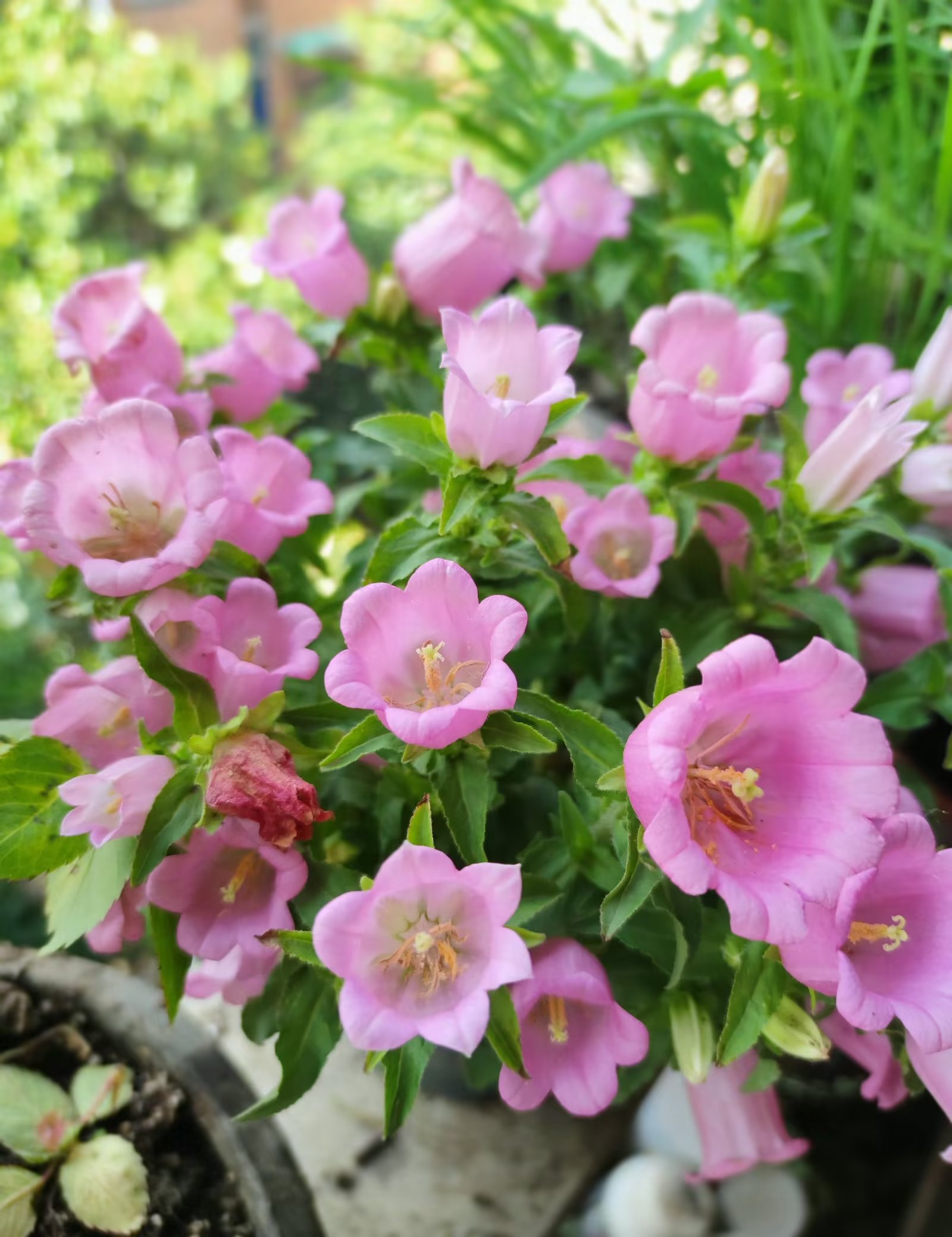 莳花记摄影,莳花记