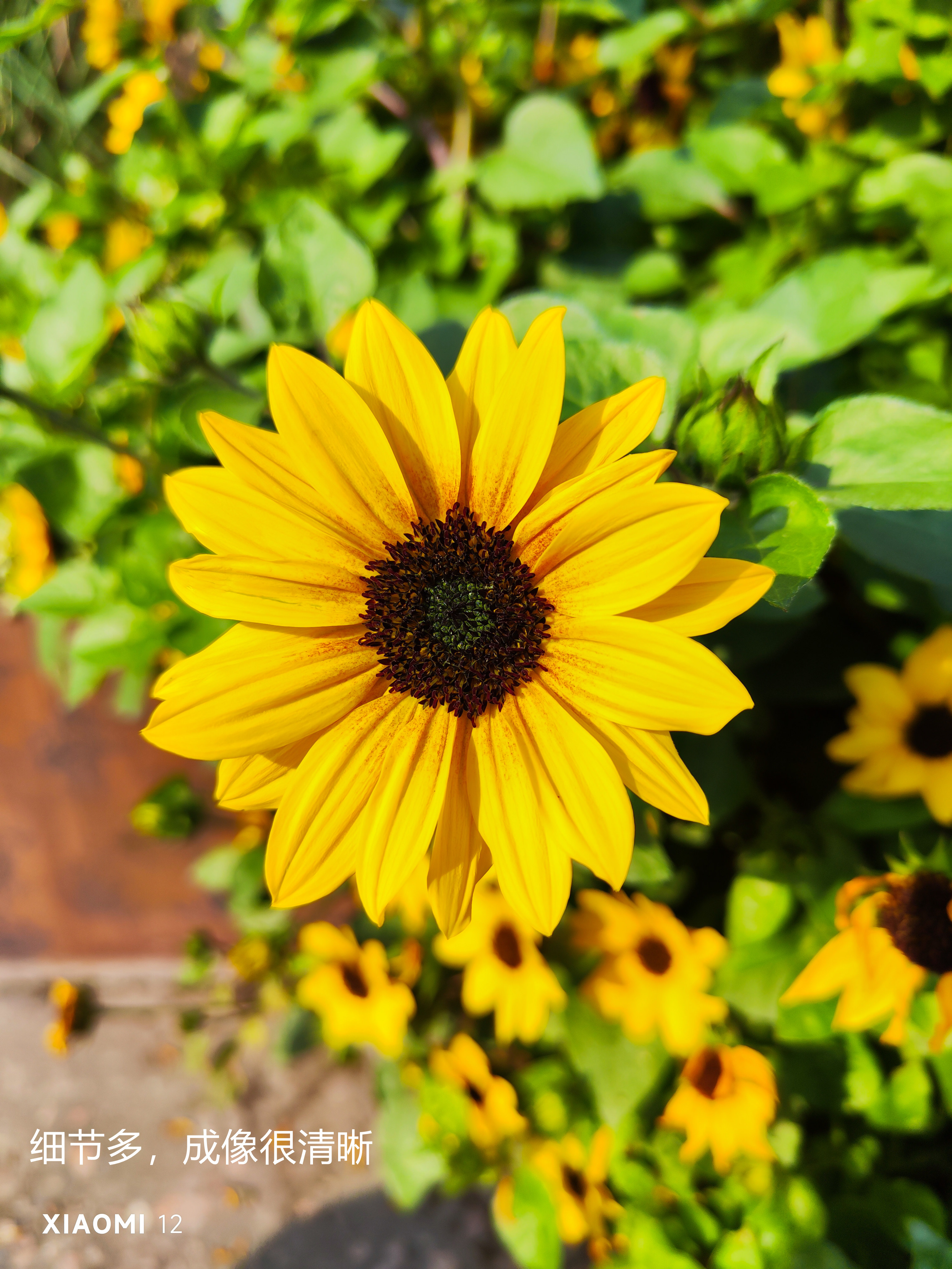 小米12为什么是小屏,小米12有小屏吗