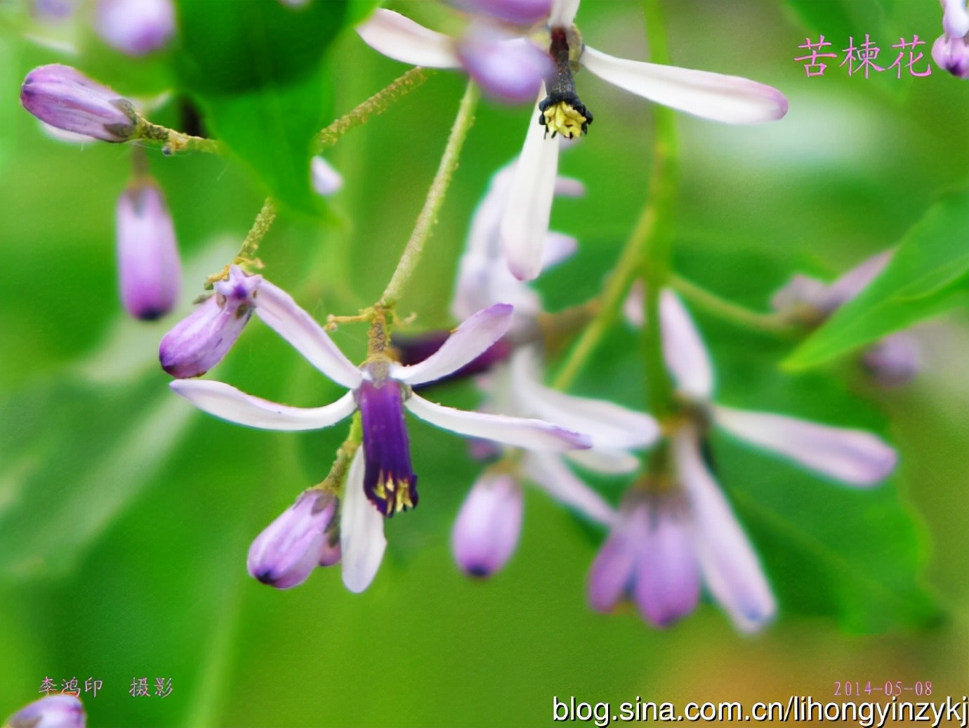 苦楝树，优良的园林绿化树