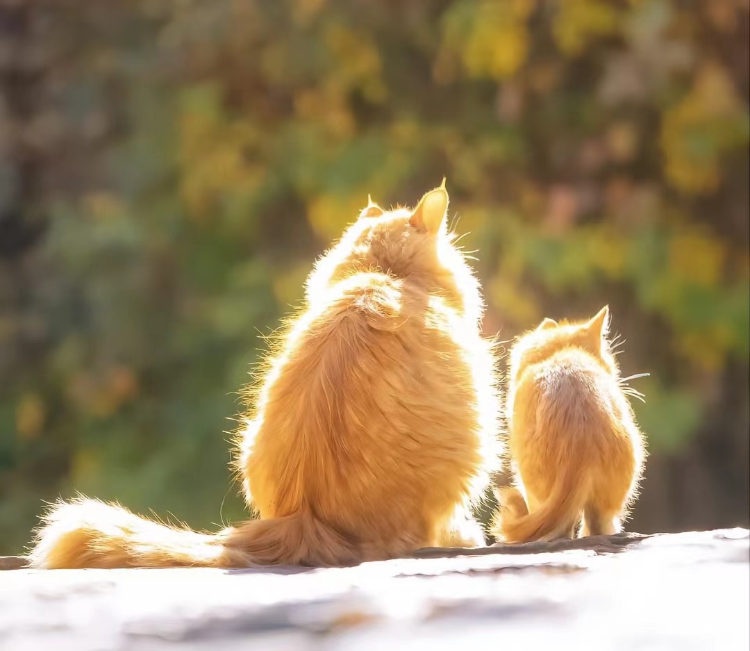 猫咪得了猫癣怎么治疗,麻辣洗治疗猫癣管用吗