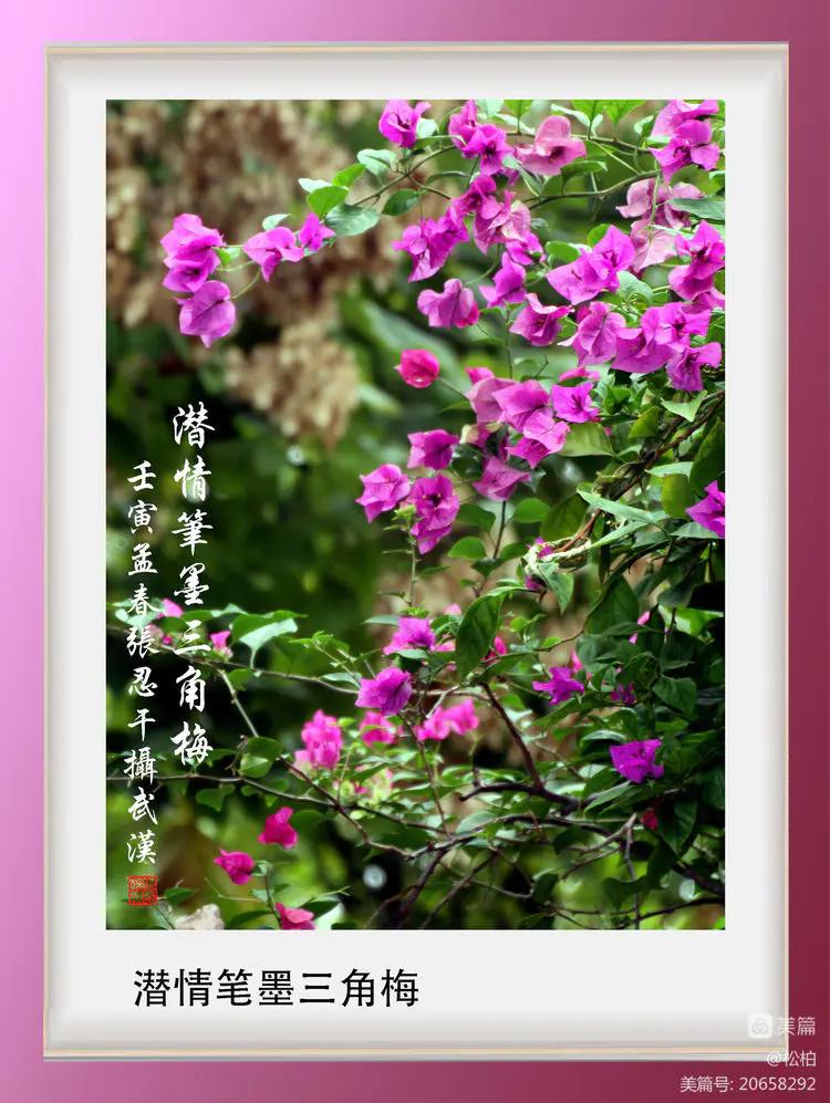 【松柏】（十四）潜情三角梅