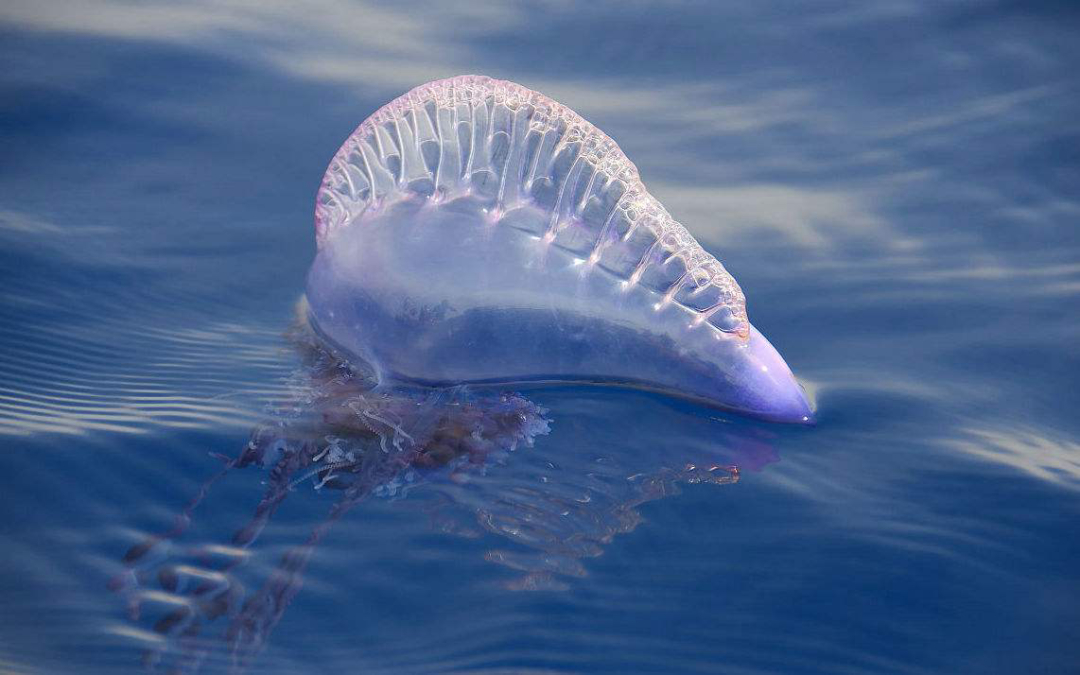 所有动物都会进化,所有的动物都进化吗