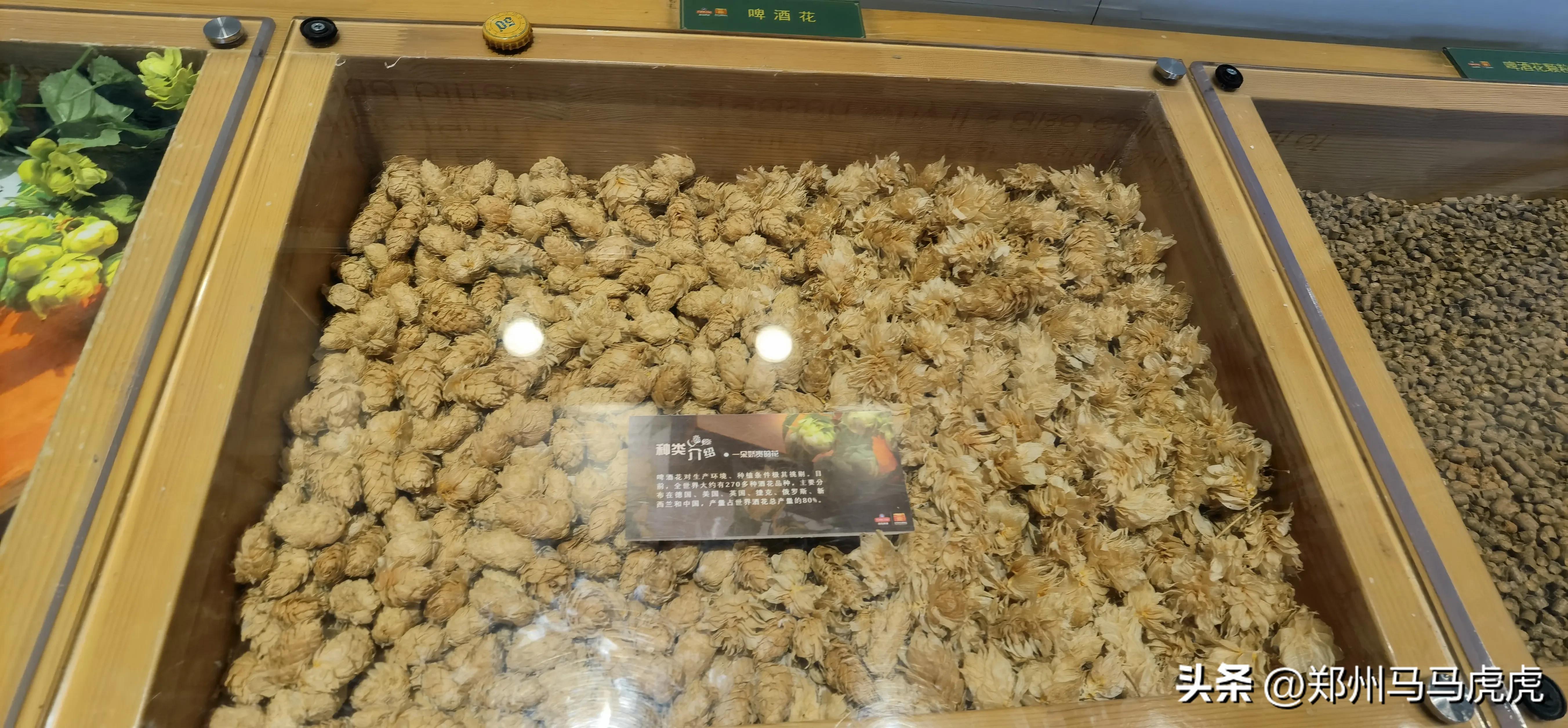 2023年中国大陆海岸线游三十二～去青岛啤酒博物馆品尝原浆啤酒