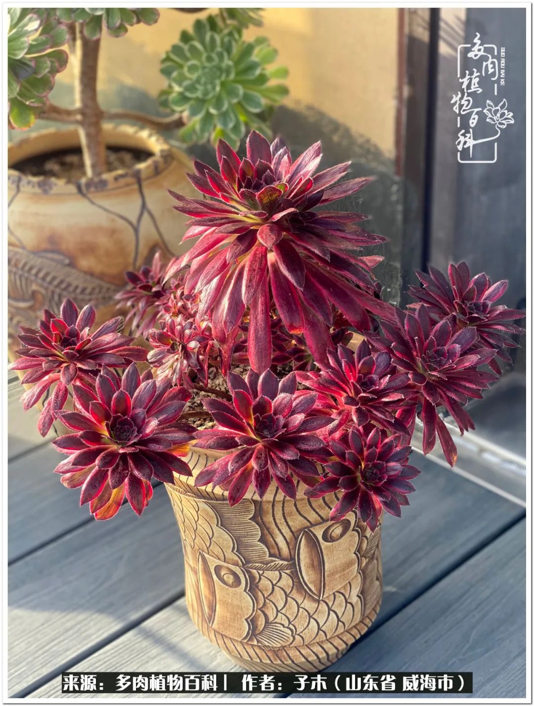 法师多肉成长史,法师多肉新手教程