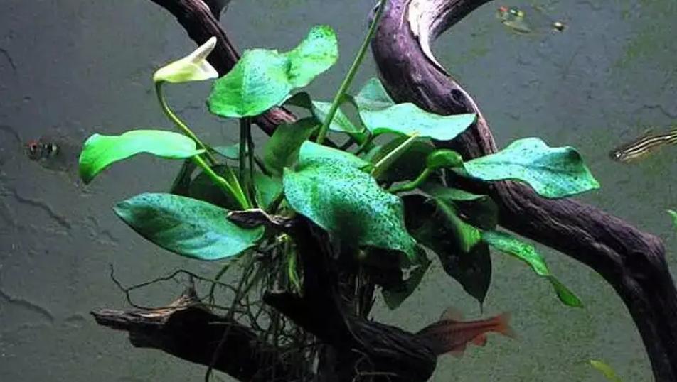 孔雀鱼怎样养会越养越多,为什么大孔雀鱼越养越少