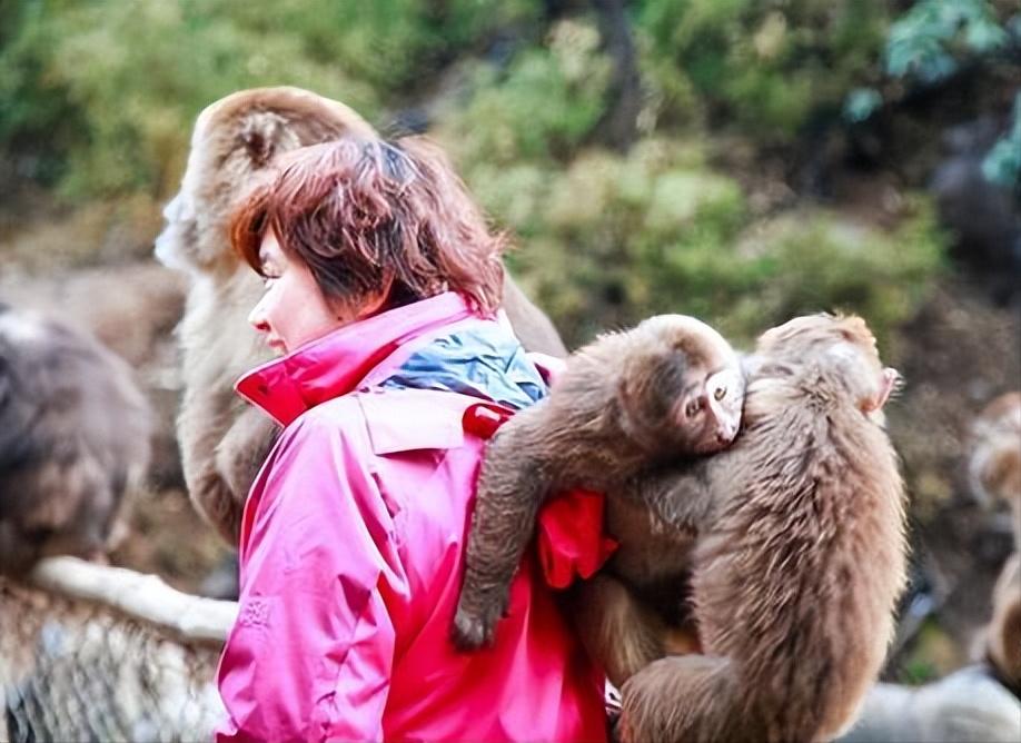 峨眉山“人猴大战”频发，路过的狗都得挨巴掌，这些猴子怎么了？