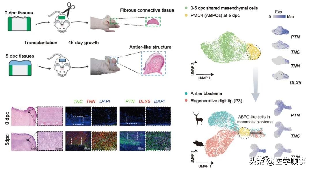 鹿茸生长原理,科学角度分析鹿茸