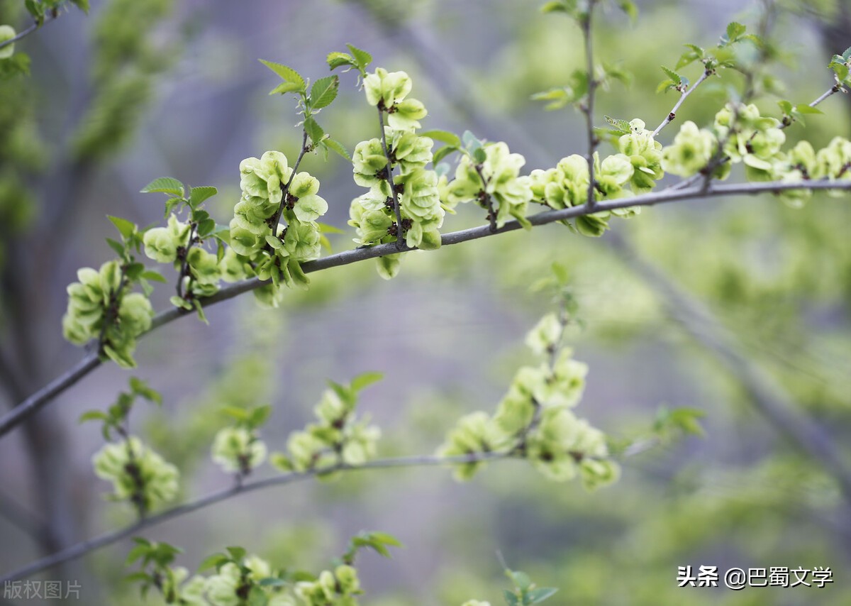 鏁ｆ枃鏄ラ鎽樻妱,鏁ｆ枃鏄ラ缁嗛洦