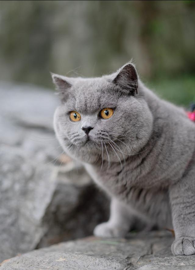 英短纯种和不纯种区别,英短品种不纯怎么办