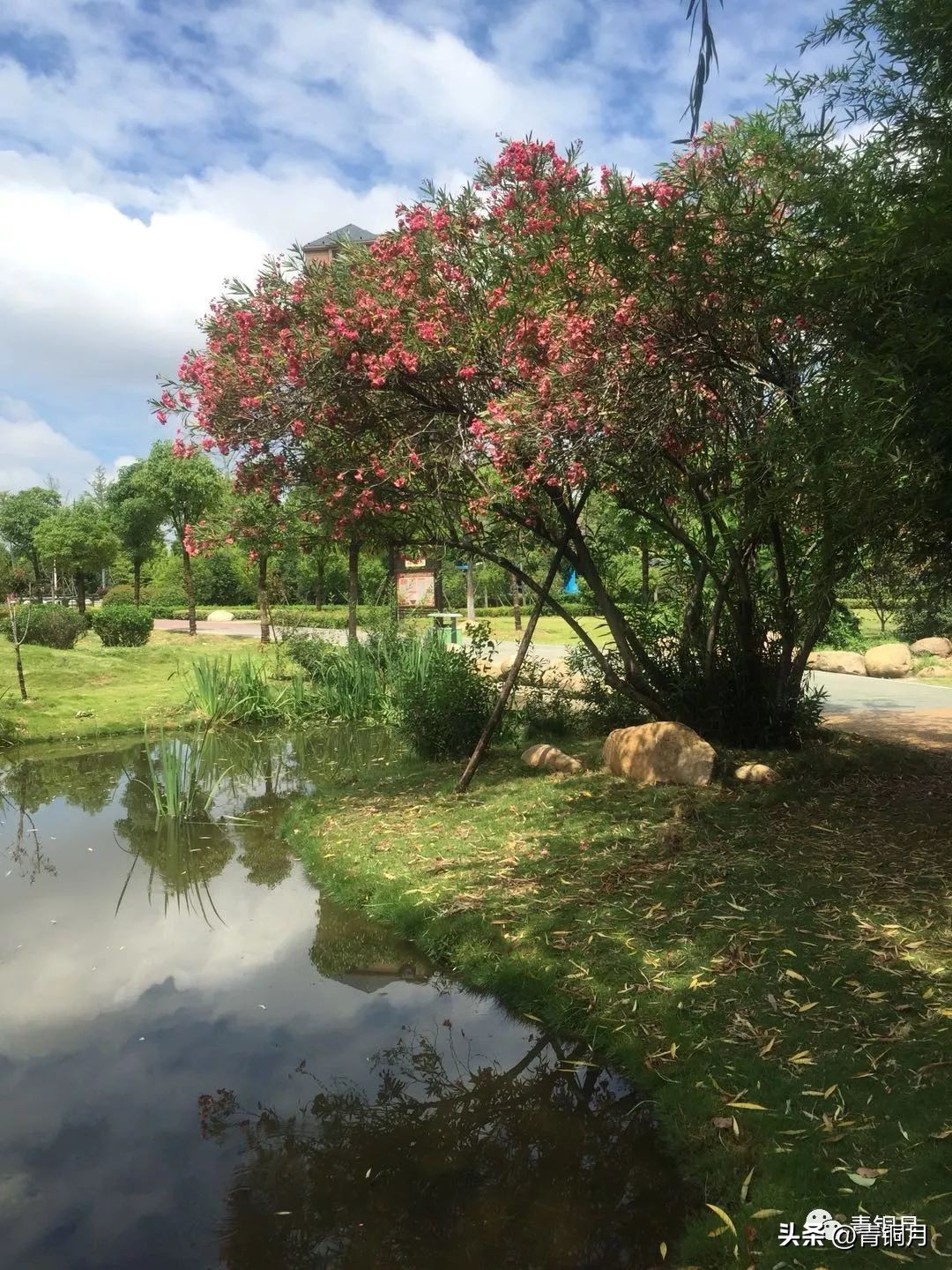 诗词第5季,洛夫《边界望乡》解析