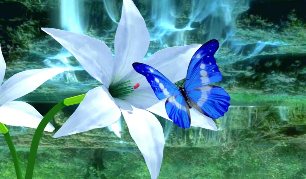 世界各国国花一览表,南美洲各国国花