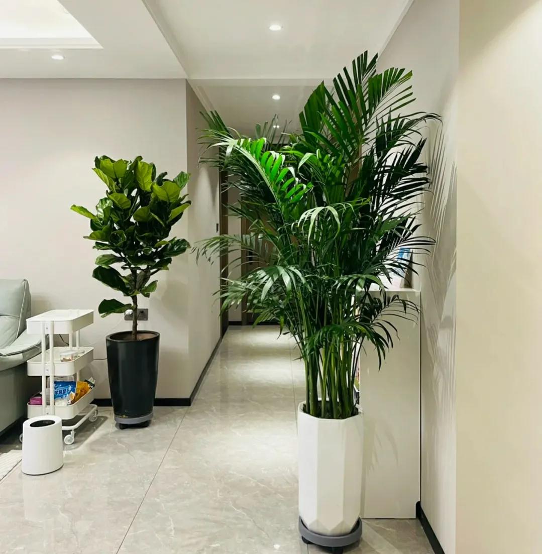 客厅放的绿植一定要一对么,客厅放绿植应该怎么放好看