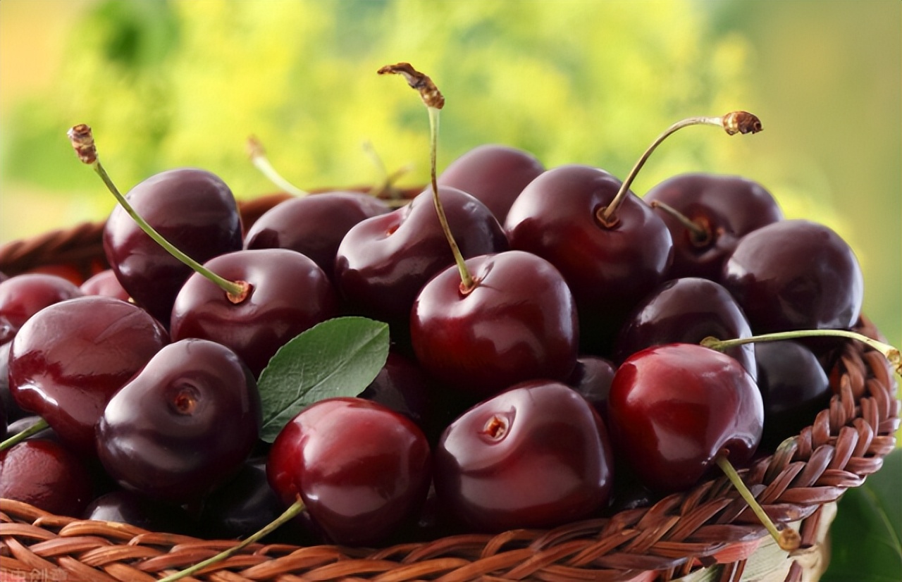 盆栽樱桃需要注意什么,盆栽樱桃的管理方法