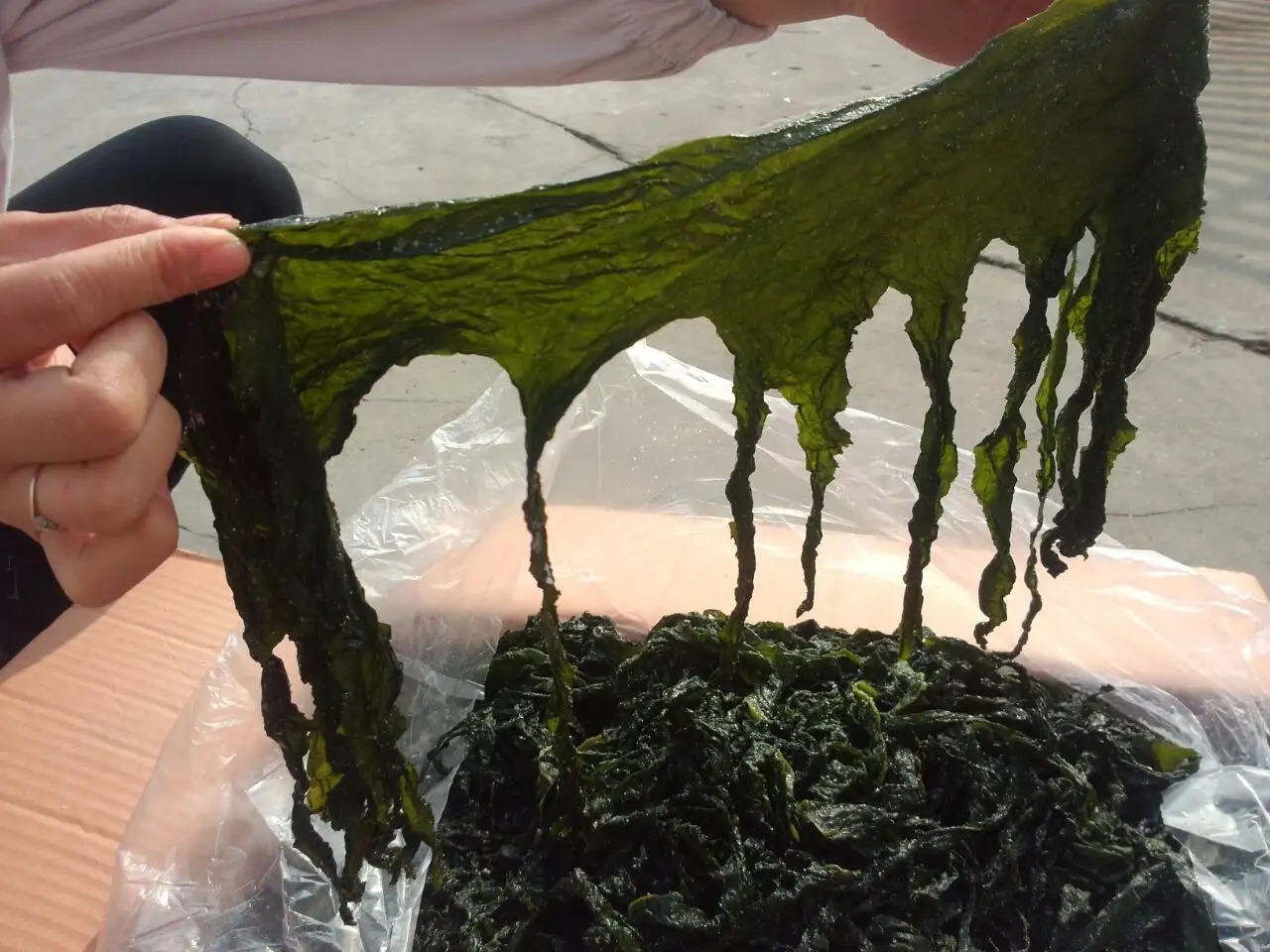 含钙高的海藻,含钙量最高且易被人体吸收的食物