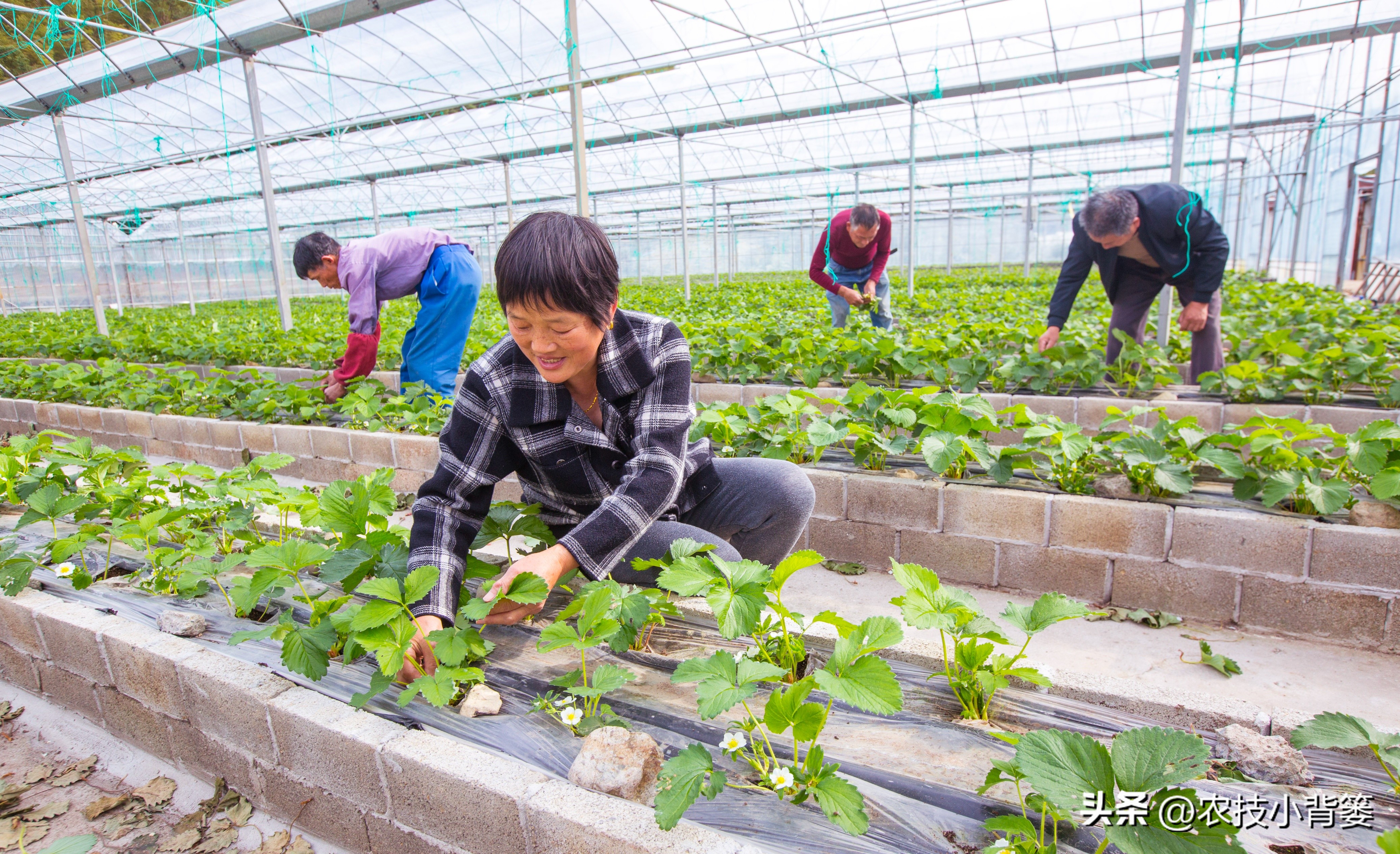 种草莓不要大棚能种植草莓吗,用烂草莓种草莓的正确种植方法