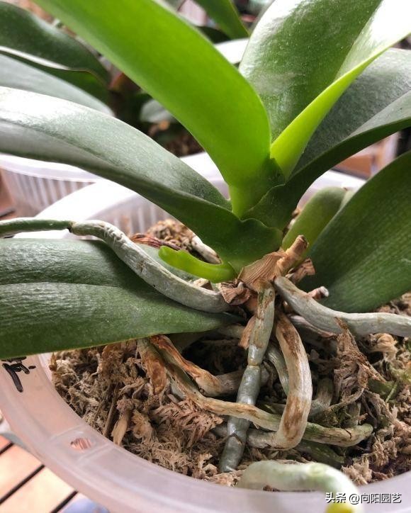 蝴蝶兰叶子晒黄了怎么办,蝴蝶兰叶子晒黄了怎么恢复