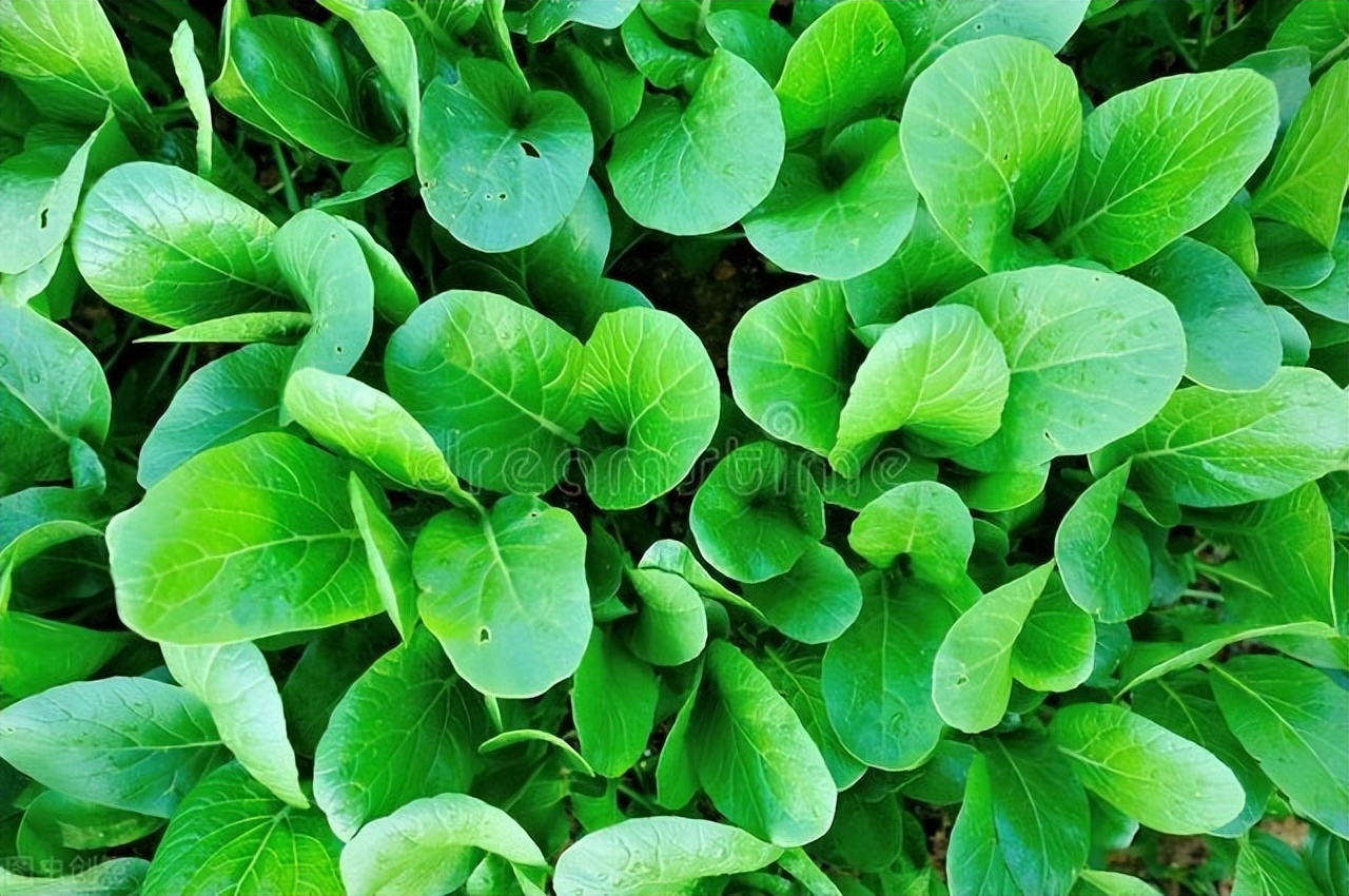 2018年10月25日云南每日综合菜价,云南7月菜价查询最新蔬菜价格表