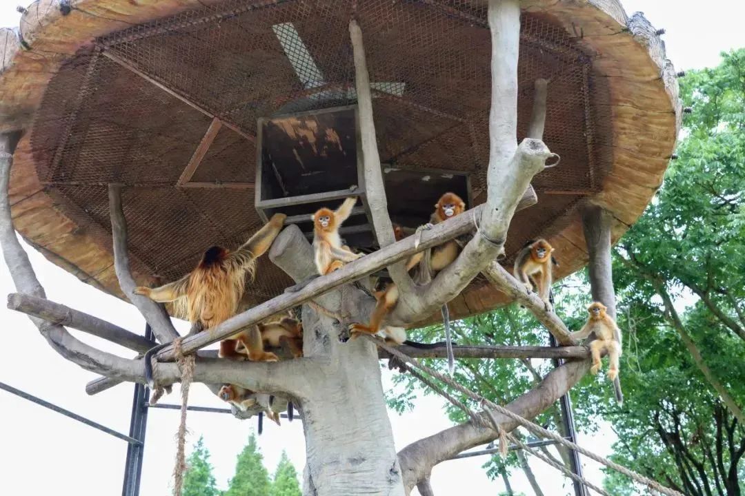上海野生动物园最新攻略,上海野生动物园游玩攻略最新