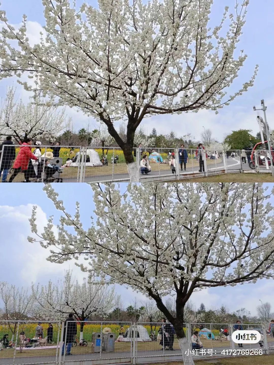 成都免费露营地推荐过夜,成都周边露营地推荐自驾