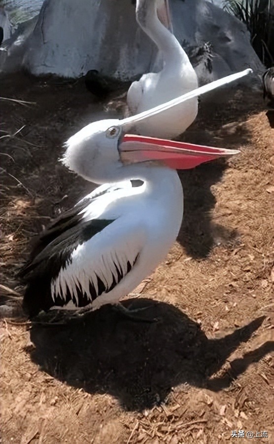 男孩景区遭鹈鹕灌顶,男孩被醍醐灌顶在什么景区