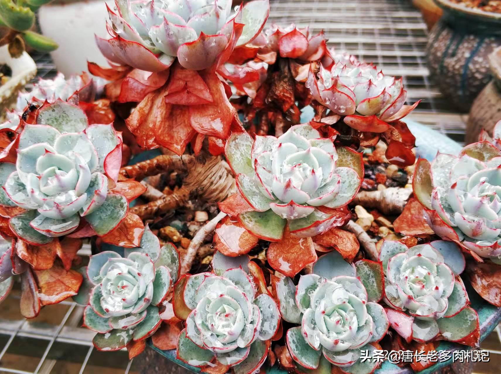 多肉老桩换盆可以不修根吗,多肉老桩换盆时要不要修根