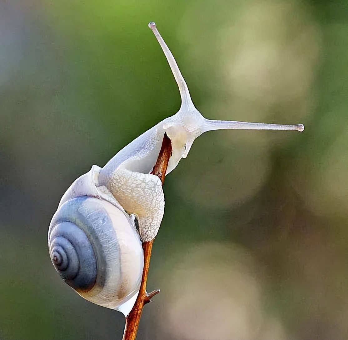 小小蜗牛带来大大财富。衢州小伙周念庆养殖蜗牛年入百万