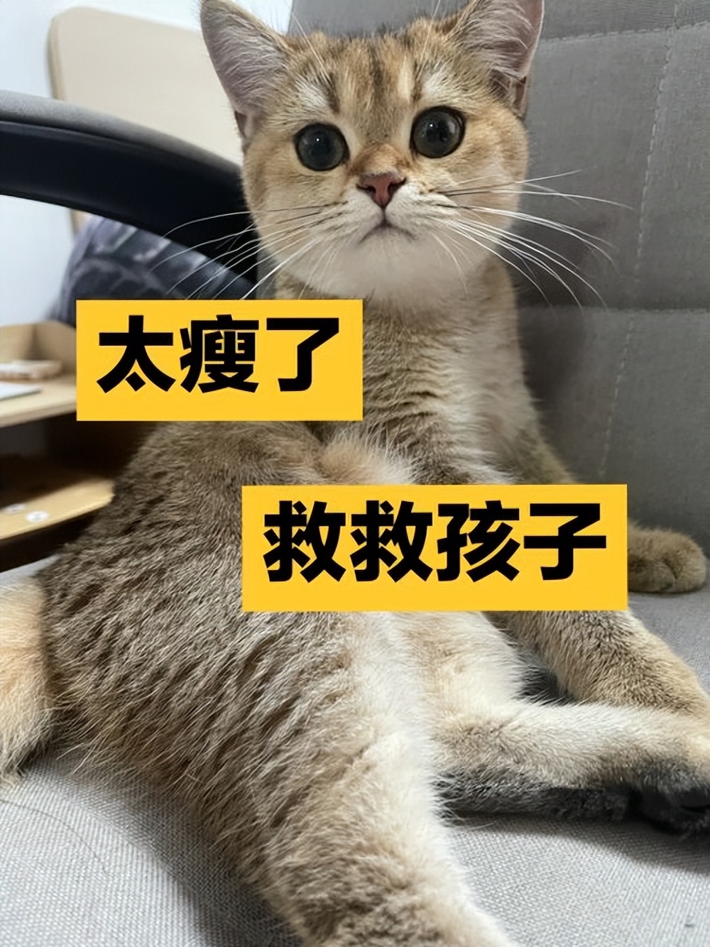 猫瘦怎么治,猫皮包骨