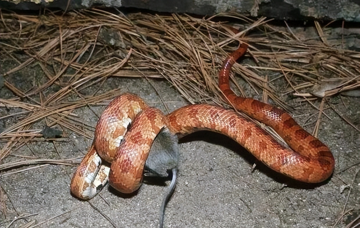 250厘米长眼镜蛇潜入家中惊心动魄,江苏女子上厕所发现蛇