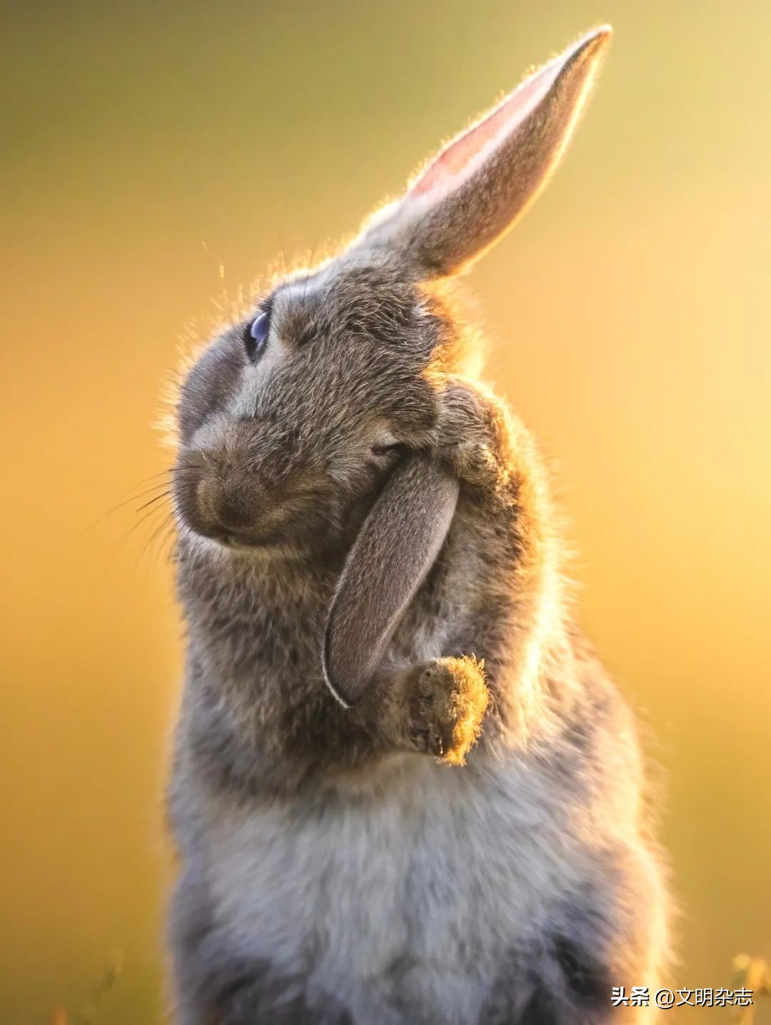 兔子来阳台,兔子来到新家