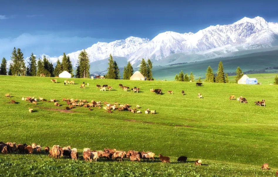 那拉提空中草原雪景照片,大草原的壮丽雪景图