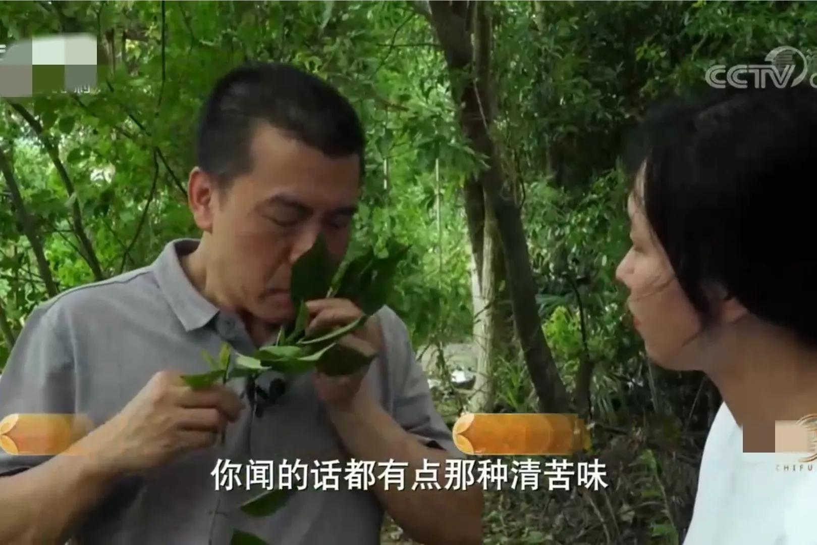 湖南男子钻进深山，将杜仲树叶变成宝，一年卖出上百万元