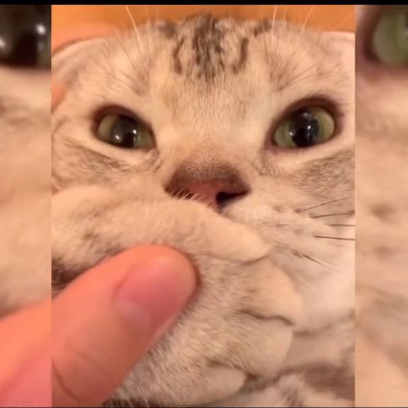 这么可爱的小猫咪你舍得惩罚吗,这么可爱的小猫咪你会分享给谁呢