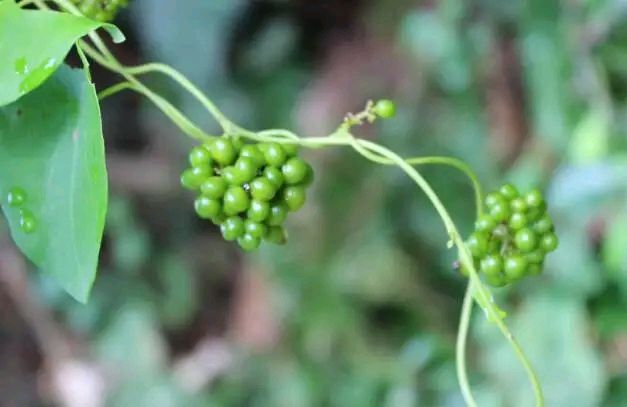 千金藤真假鉴别,千金藤是中药材吗