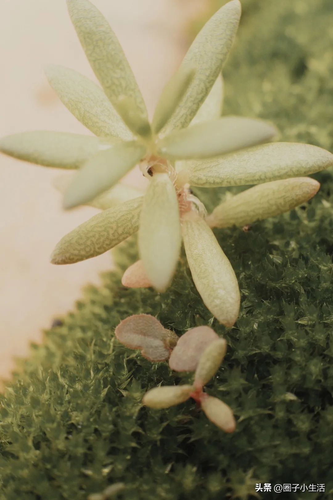 肯高增距镜质量咋样,肯高近摄接环