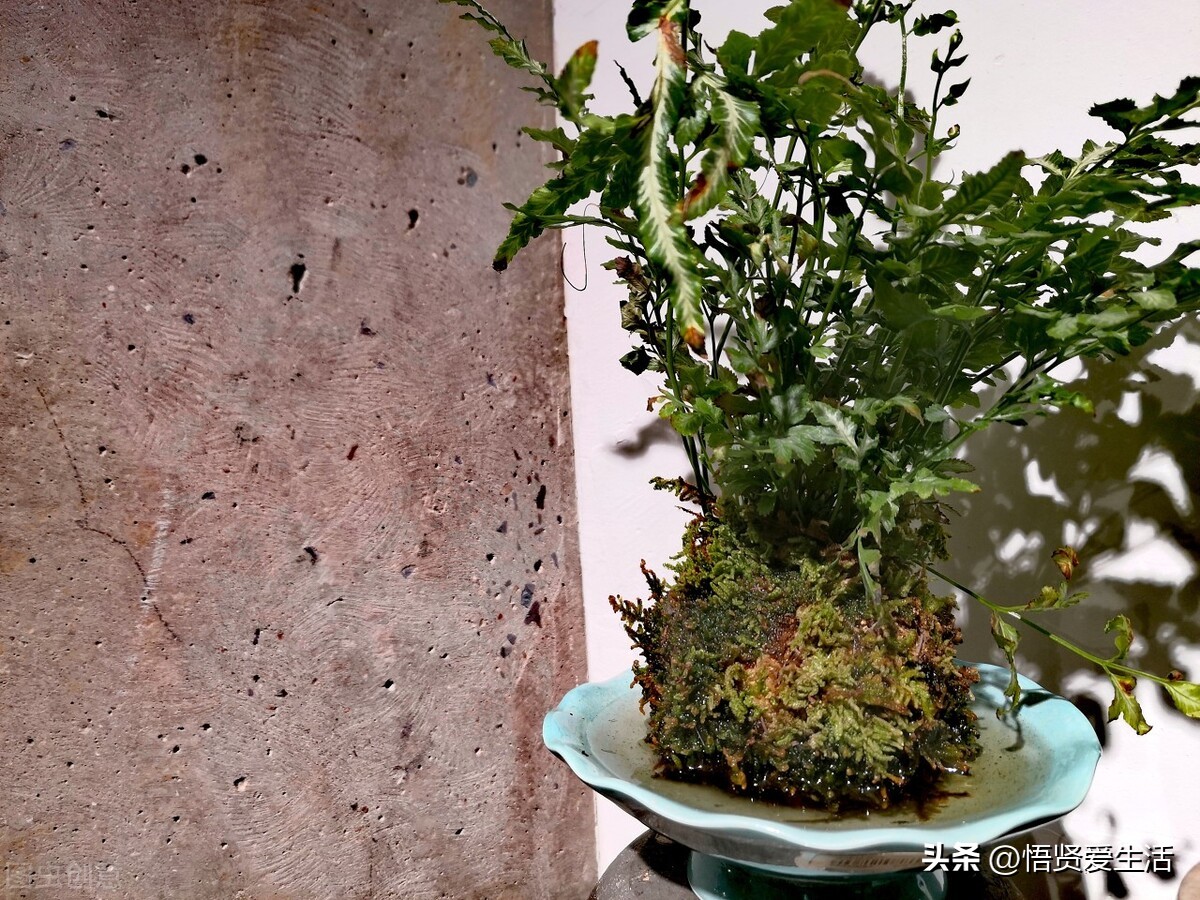 哪种绿色植物是最有效吸甲醛的,刚装修好的新房种什么植物去甲醛