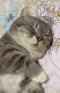 猫咪一直闪红灯是为什么,猫咪向你发出的求救信号