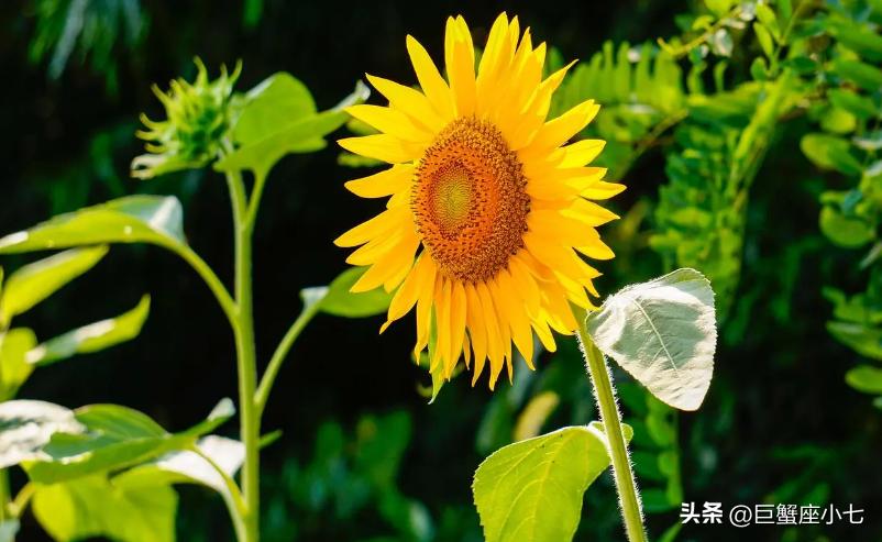 性格温和却又十分固执的星座,既乐观又悲观的星座