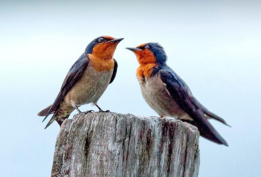 世外雨林,世外桃源热带雨林
