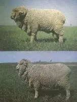 索科罗岛美利奴羊羔的形态描述和体重预测