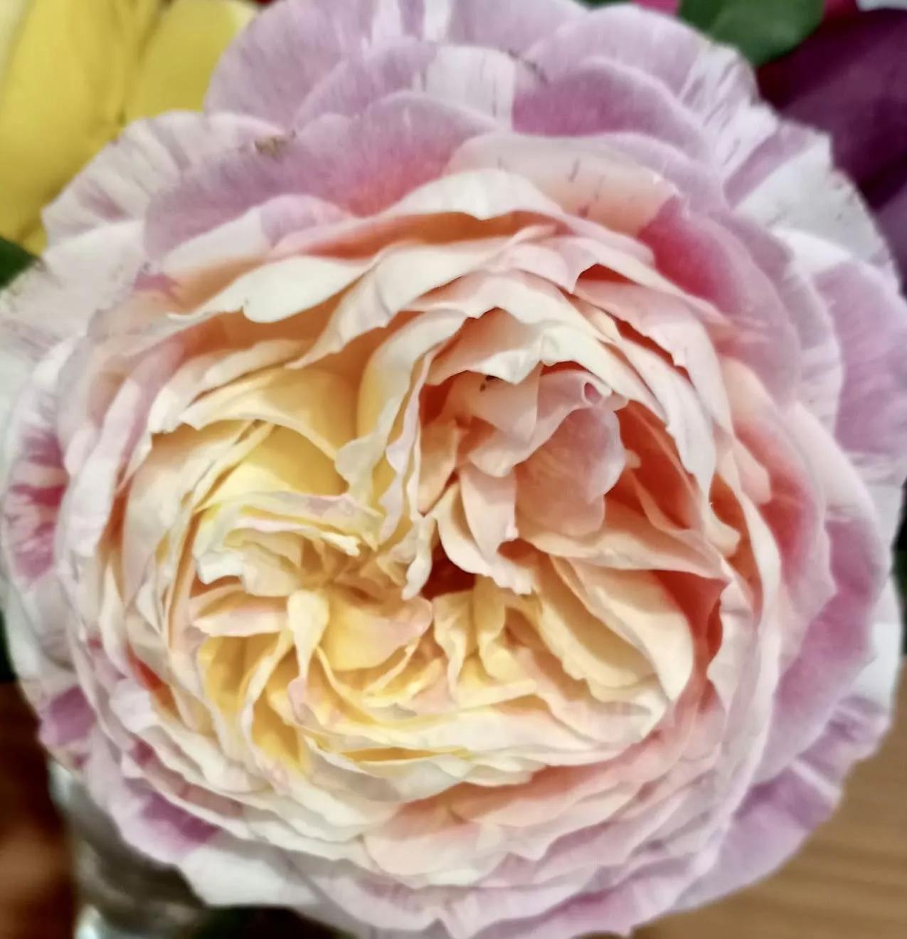 月季品种醉花,月季品种大全及图片欣赏