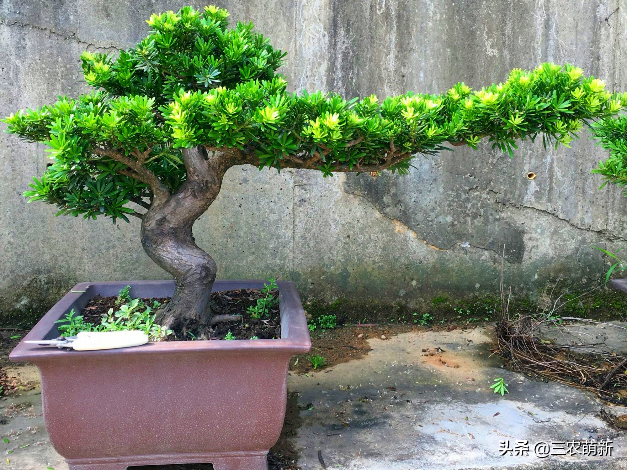 家有罗汉松代代不用愁,家有罗汉松代代出富翁