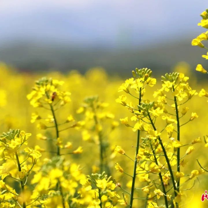 2024骞村宸磋兒閰嶈壊,缁胯壊鐨勫宸磋兒閰嶈壊