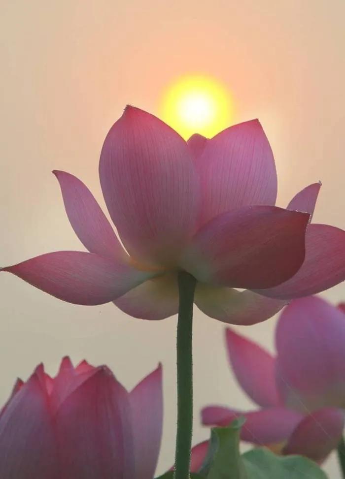 春树的人生格言书籍,人生书籍里的经典语录大全