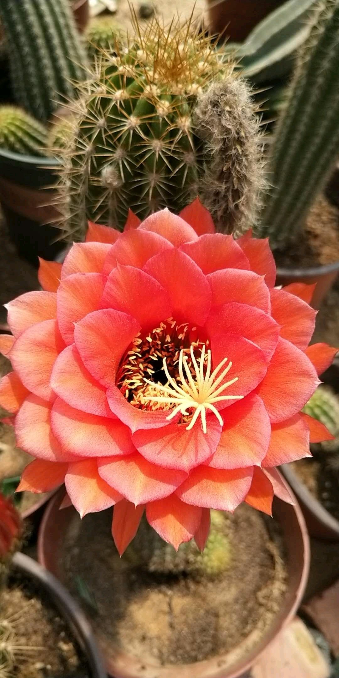 毛花柱仙人球品种大全,顶级精品仙人球花